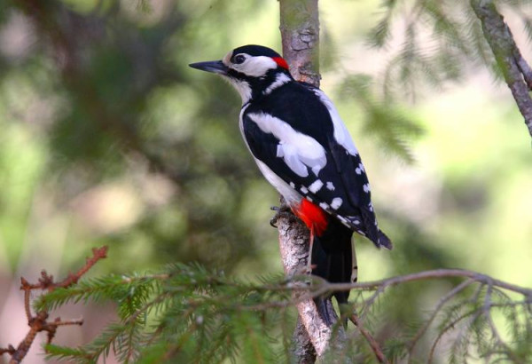 Un Picchio_n (2022_06_17 16_44_44 UTC).jpg